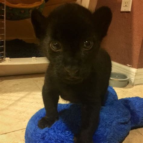 BUY BLACK PANTHER CUBS,BLACK PANTHER CUBS for sale