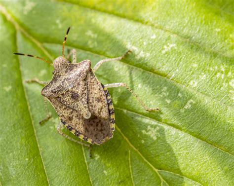 Brown Marmorated Stink Bug Free Stock Photo - Public Domain Pictures