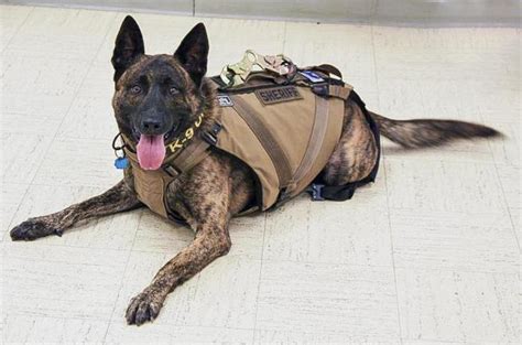 K-9 'Buddy' Receives tactical vest from Canine Wounded Heroes | St ...