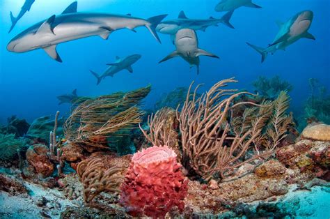 Caribbean Reef Sharks surrounding the coral reef | Reef shark, Shark diving, Diving