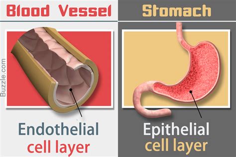 The Vital Difference Between Endothelial Cells and Epithelial Cells