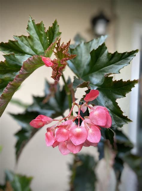 Angel-wing Begonia (Begonia 'Lana') in the Begonias Database - Garden.org