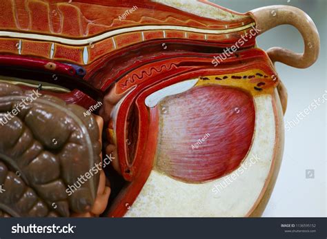 Internal Organs Pig Pig Anatomy Model Stock Photo (Edit Now) 1136595152