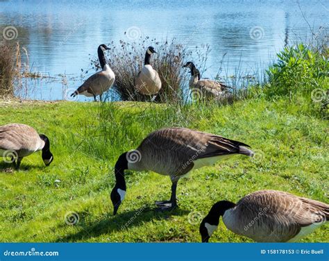 Group of Canada Geese Feeding by River Stock Image - Image of posse ...