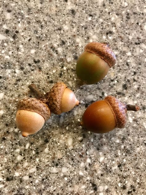 Red Oak Acorns Other Oak Acorns 100 for vase fillers | Etsy