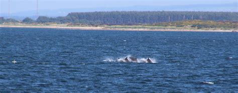 Four Dolphins Jumping off Rosemarkie, Scotland. | 2D7A6471 | Seckington Images | Flickr