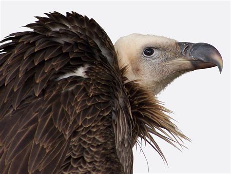 Vulture Close Up by RayvenStock on deviantART