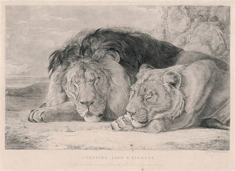 A Sleeping Lion And Lioness Drawing by Mary Evans Picture Library - Fine Art America