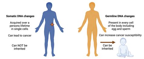 Tumor sequencing panel screens for both somatic and germline changes of ...