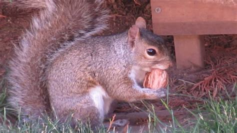 AMAZING Squirrel Eating a Walnut Start to Finish! Adorable! MUST SEE - YouTube