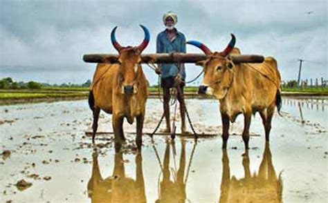 Bhogi Pongal 2025 date in Tamil Nadu – Importance - First Day Of Pongal Festival in Tamil Nadu ...