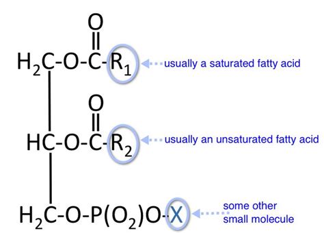 Glycerophospholipid ~ Detailed Information | Photos | Videos