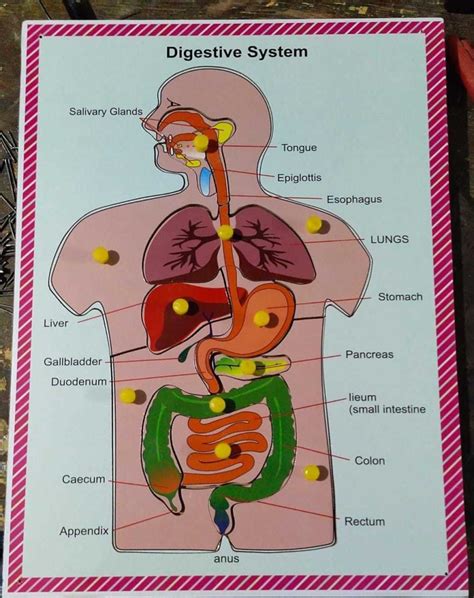 Human Body Outline For Kids With Organs