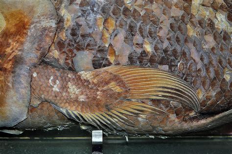 Coelacanth: the "Living Fossil"