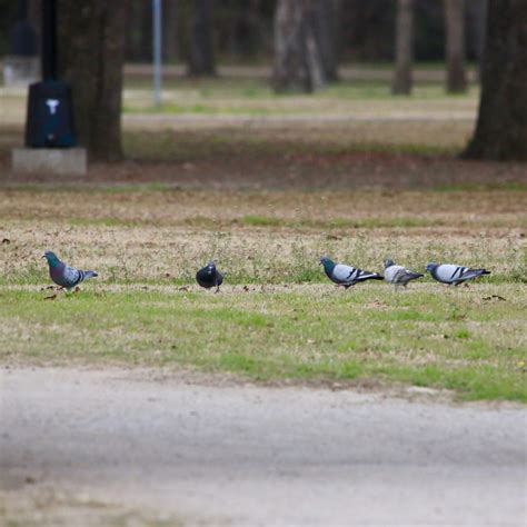 Rock Pigeon - Bird Watching Academy