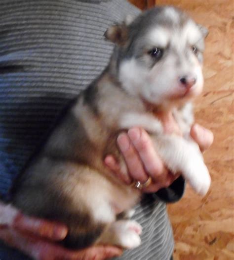 NATIVE AMERICAN INDIAN DOG PUPPIES - MAJESTIC VIEW KENNELS ...