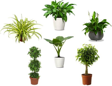 air purifying plants, indoor plants