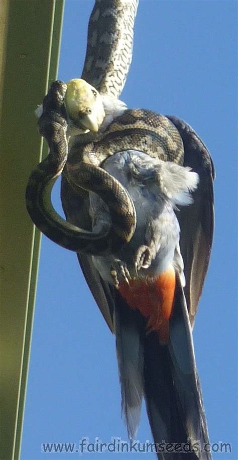 Python eating a bird Body Art, Prey, Predator, Wildlife, Bird, Snakes, Animals, Python, Portal