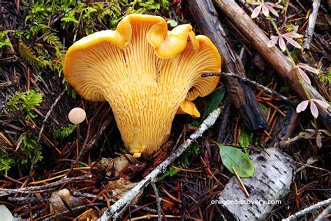 Wild Edible Mushroom Season in Oregon - Oregon Discovery