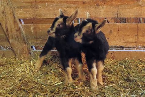 Mini Alpine Goat: A Small Breed With a Big Personality