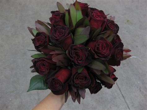 Black Rose Beauty