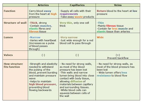 Arteries Veins And Capillaries