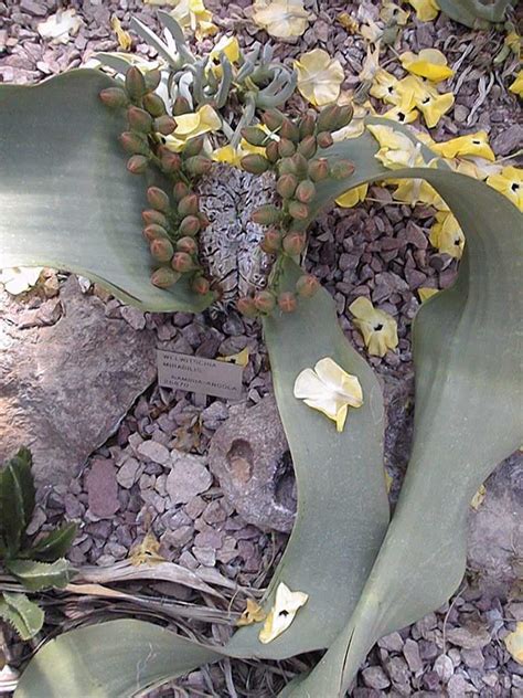 Welwitschia mirabilis