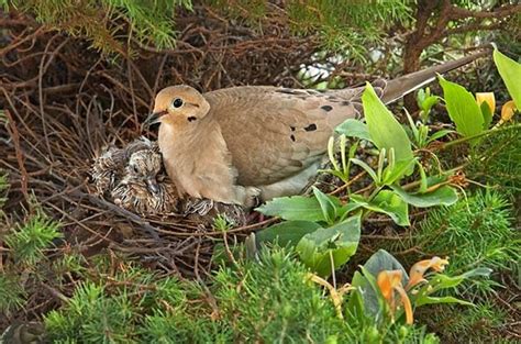 Bird Nesting | Late Nesters | Attracting Birds - Birds & Blooms