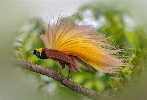 Here Are Five Most Beautiful Birds With Strikingly Fancy Tail Feathers