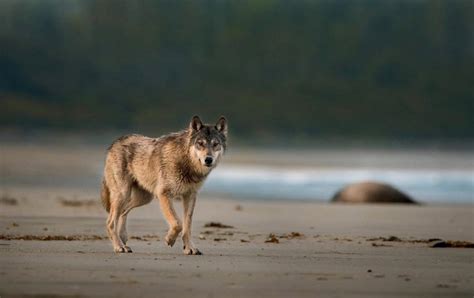 VIDEO: B.C. photographers share incredible footage of the elusive ...