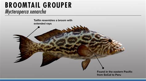 Grouper Identifier | FISHTRACK.COM