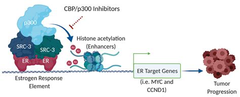 Cancers | Free Full-Text | Pharmacological Inhibition of CBP/p300 ...