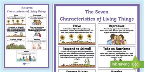 Characteristics of Living Things Display Poster