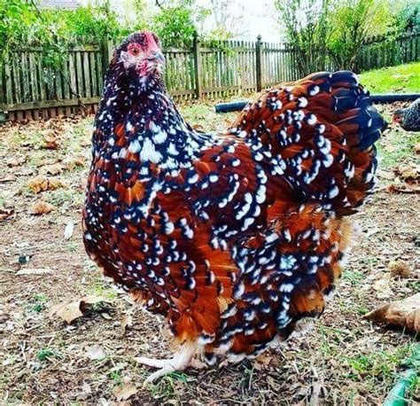 742 best Brown egg laying chicken breeds images on Pinterest | Chicken ...