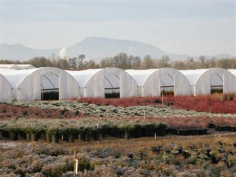 Should You Choose A Glass or Plastic Greenhouse? - Greenhouse Info