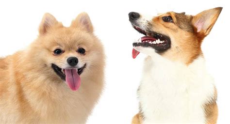 Corgi Pomeranian Mix – Is This Popular Cross Right For You?