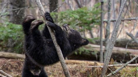 Hilarious Cubs Attempt to Conquer Treetops | BBC Earth - YouTube