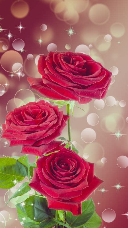 Red Rose Flower Wallpaper Phone | Best Flower Site