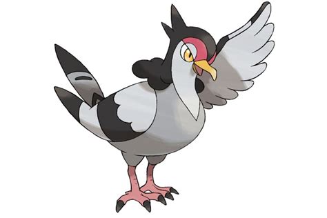 9 Pigeon Based Pokemon - NE Pigeon Supplies