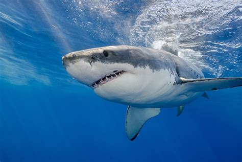 This is why you won't find great white sharks in aquariums - Environment - The Jakarta Post