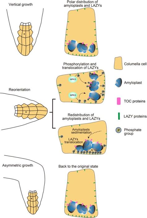 Cell polarity linked to gravity sensing is generated by protein translocation from statoliths to ...