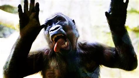 16 Inspirational Funny Gorilla - FUNNY ANIMALS PICTURE