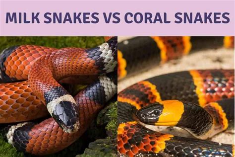 8 Key Differences Between Milk Snakes And Coral Snakes - Embora Pets