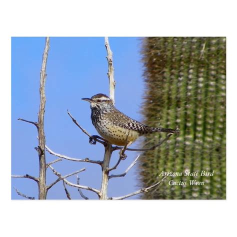 Arizona State Bird Postcard | Zazzle.com