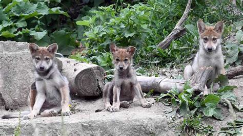 Mexican gray wolf pups born at Brookfield Zoo released into wild ...