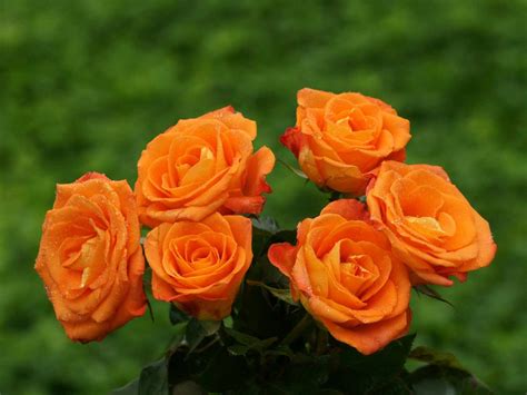 Flower Photos: Orange Roses Only