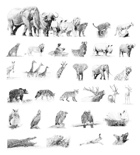 Pencil Drawings Of Wild Animals