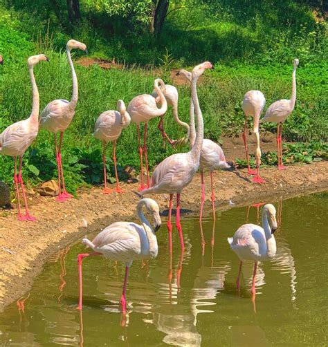 Premium AI Image | Wild Animals Beautiful Flamingo Birds This is the ...