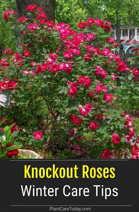 Knockout Roses Winter Care Tips