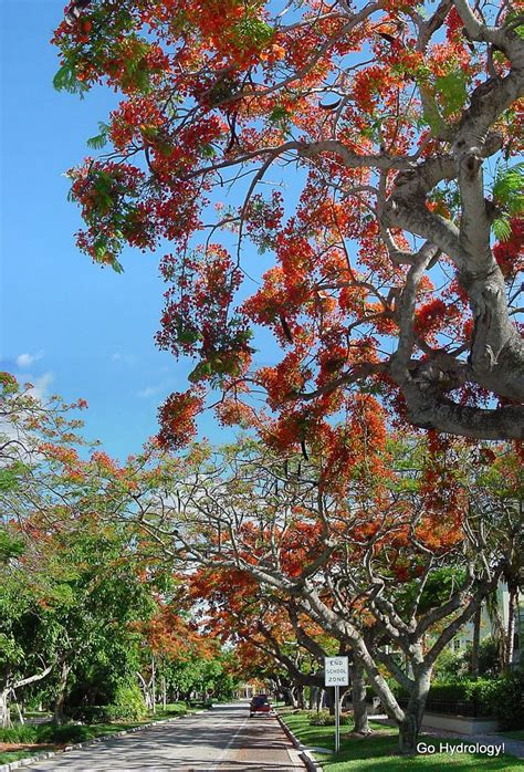 Royal Poinciana - absolutely gorgeous | Royal poinciana, Poinciana, Flowering trees